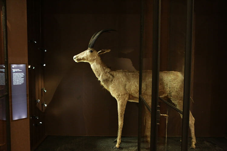 Bloubok in Paris Natural History Museum